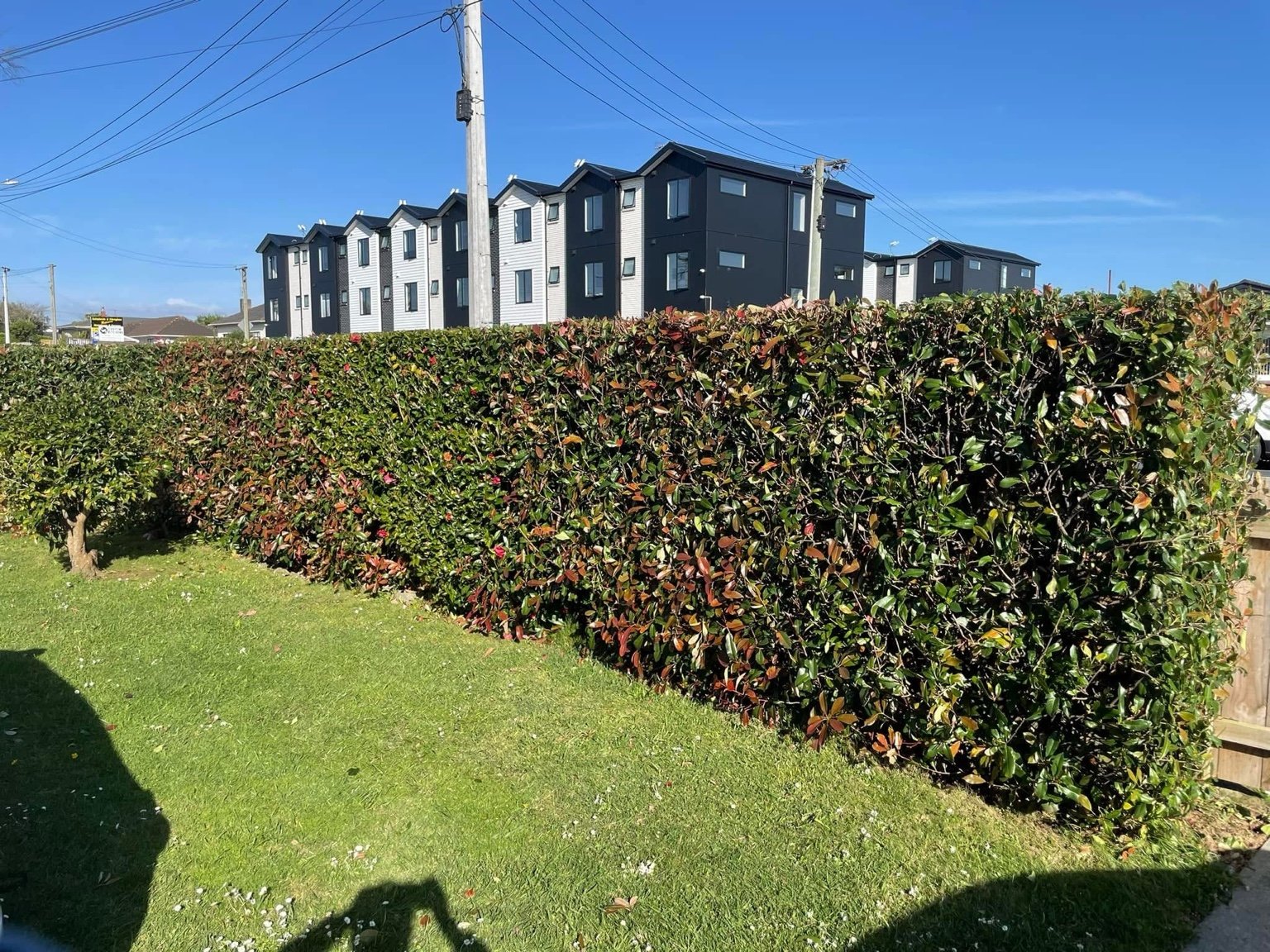 Hedge trimming and lawn maintenance