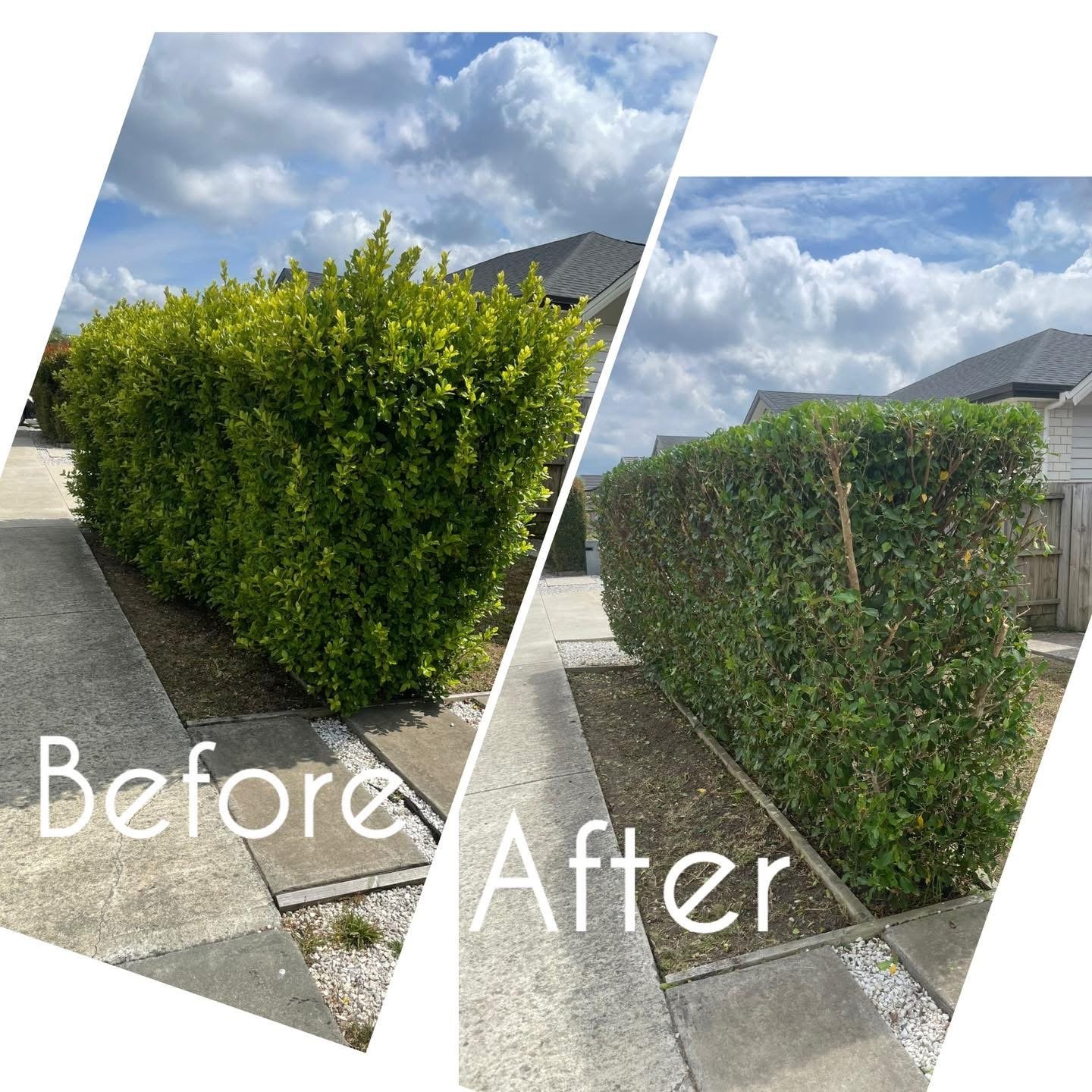 Hedge trimming — before and after