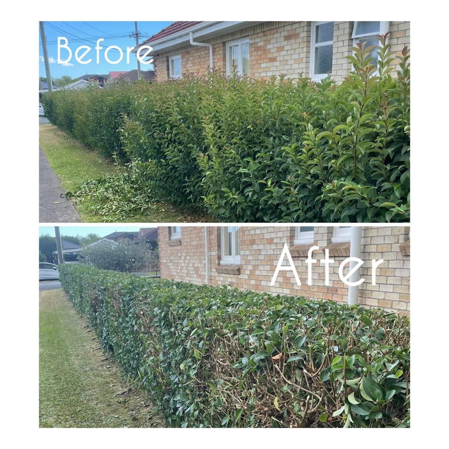 Hedge reduction — before and after